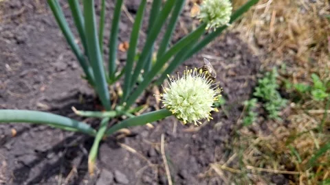 Bee crawling on green onion flower.Pollination of plants by bees. Video stock 336925278