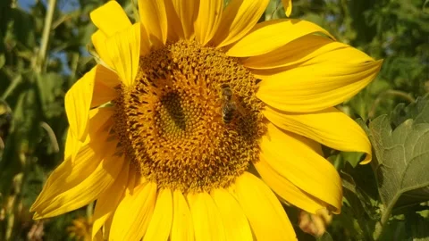 A bee is crawling on a large sunflower head. The flower sways in the wind Stock Footage 157987677
