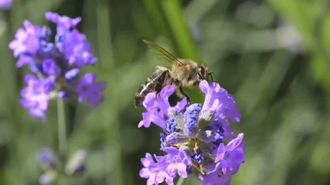 Bee crawling on lavender looking for nectar, macro slow motion Stock Footage