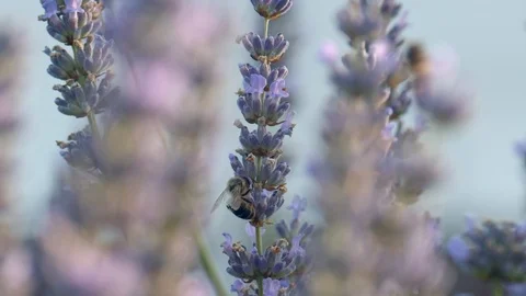 Bee crawling on lavender sprig Stock Footage 113145378