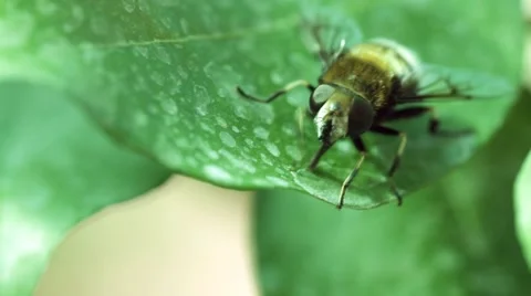 Bee crawling on a leaf, close-up shot, bumble foot rubs Video stock 68787533