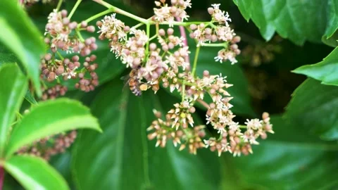 Bee crawling on nectar Stock Footage 197922641