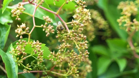 Bee crawling on nectar Stock Footage 197923581