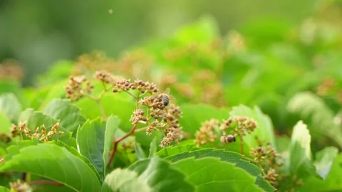 Bee crawling on nectar Stock Footage 197923669