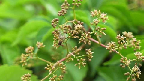 Bee crawling on nectar Stock Footage 197924230