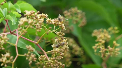 Bee crawling on nectar Stock Footage 197924243