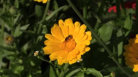 Bee crawling on orange color Stock Footage 62814412