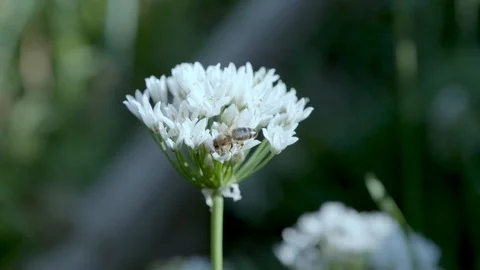Bee crawling over the flower Stock Footage 105943050