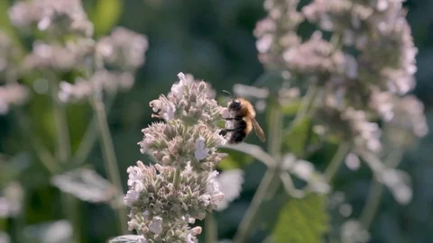 Bee crawling over the flower Stockbeeldmateriaal 105943054
