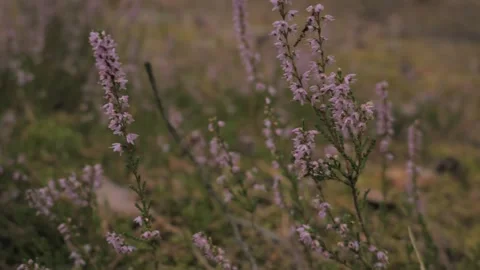 Bee Crawling on Pink Heather Flowers Then Flying Away, Poland Vídeo Stock 343131871