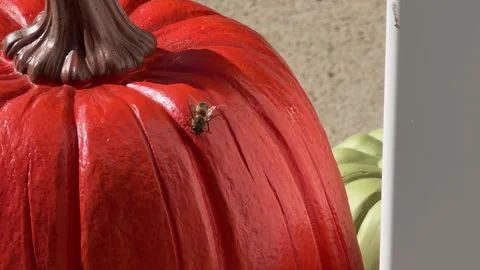 Bee Crawling on Pumpkin in Autumn Stock Footage 348314720