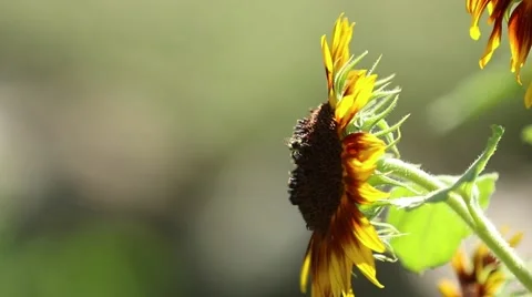 Bee Crawling on Sunflower Stock Footage 65319231
