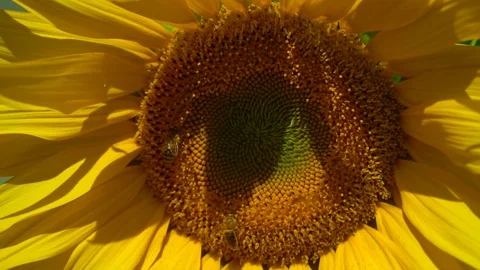 A bee crawling on the sunflower Stock Footage 96423722