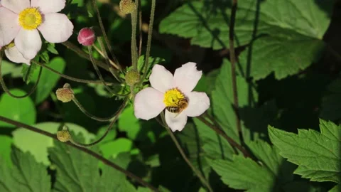 A bee crawls in circles on a white-yellow flower and collects nectar. Stock Footage 165554695