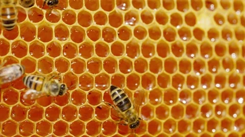 A bee crawls on a honeycomb frame outdoors in an apiary. Stock Footage 225889331