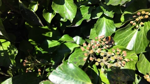 Bee crawls up on leafy plant seeking pollen Stock Footage 318311879