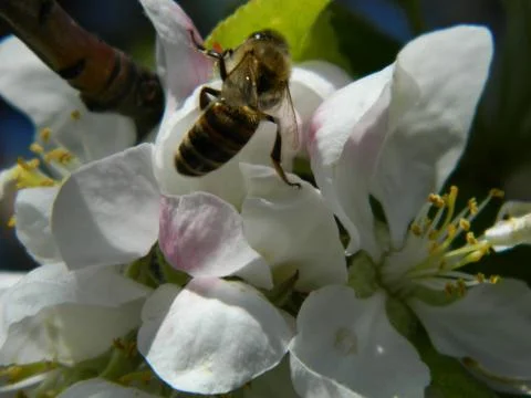 A bee crawls out of an apple tree flower Stock Photos