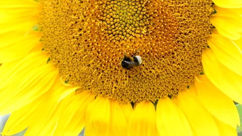 A bee crawls over a sunflower flower and collects nectar on a warm summer day. Stock Footage 147911493