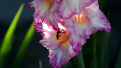 A bee crawls on a pink gladiolus flower in the garden at sunset. Stock Footage 147911445