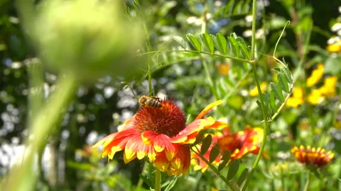 Bee crawls on a red flower in search of honey Vídeos de archivo 87048346