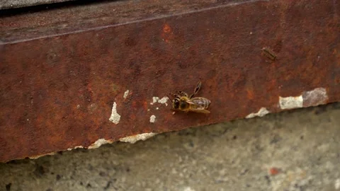 A bee crawls on rusty metal. Stock Footage 153548617