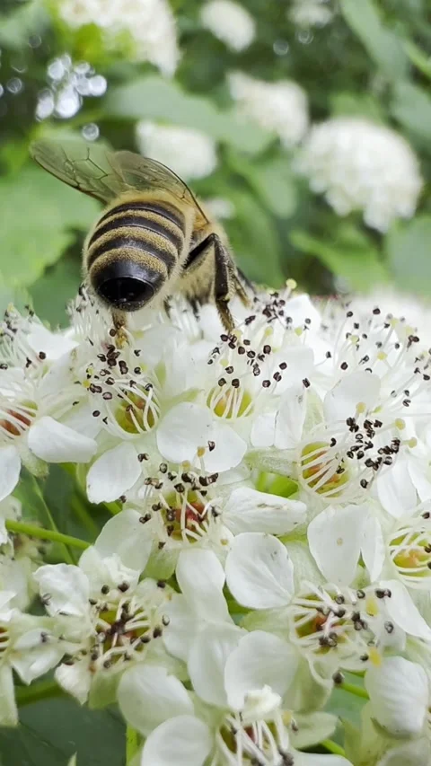 A bee crawls on the spring white flowers of an elderberry and then flies away Stock-Footage 250386540