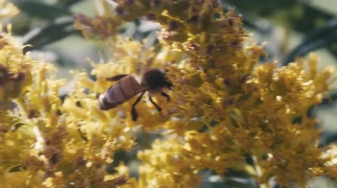 Bee Crawls Then Flies Off Stock Footage 41796026