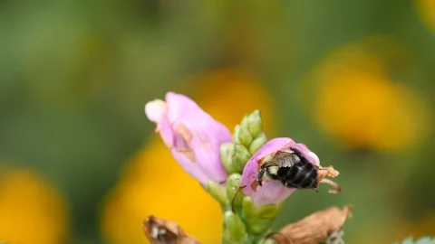 Bee crawls into a turtle flower, then leaves 4K Видео 115902790