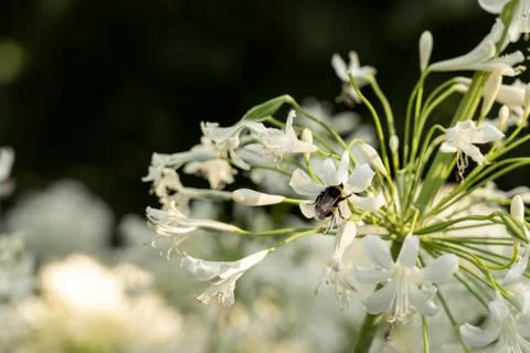 Bee creating pollen inside White wildflowers hit by beautiful sunlight in the Stock Photos
