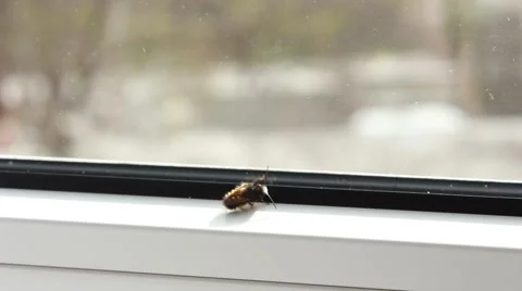 Bee creeping on a window frame Stock Footage 62854222