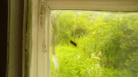 Bee Creeps on Dirty Window Tree and Green Grass on Background Stock Footage 66777632