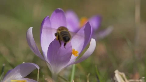 Bee on a crocus flower Vídeo Stock 229802475