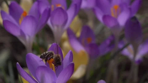 Bee at a crocus flower Stock Footage 257591015