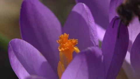 Bee at a crocus flower (macro) Stock Footage 257590908