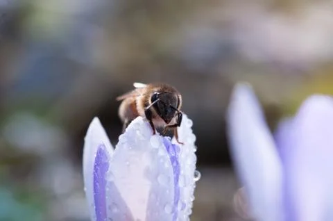 Bee on crocus flower Stock Photos