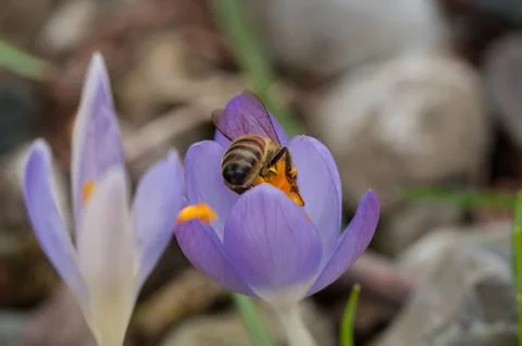 Bee on crocus flower Stock Photos