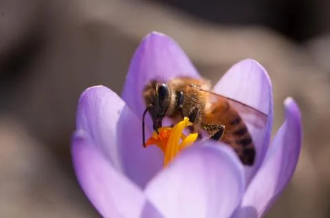 Bee on crocus flower 스톡 사진