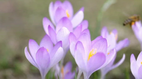 Bee in a crocus Stock Footage 771576