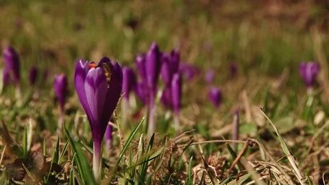 Bee in Crocus Stock Footage 73319479