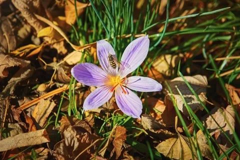 Bee in the Crocus Stock Photos