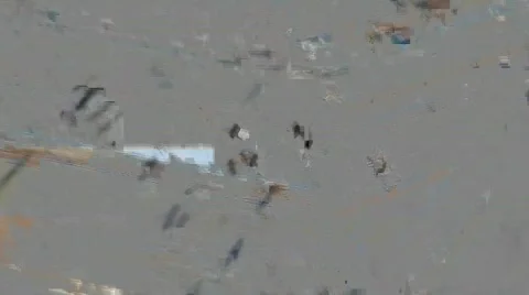 Bee Crossing 2 Video stock 796862