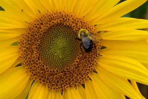 Bee CU Stock Photos