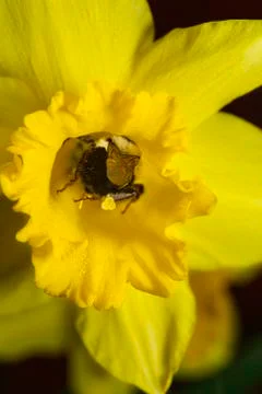 Bee in daffodils Foto stock