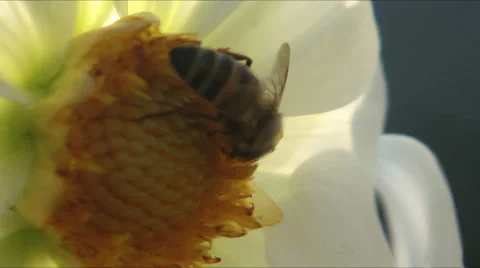 Bee on Dahlia close up Stock Footage 33814487