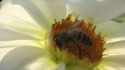 Bee on Dahlia closeup Stock Footage 33804518