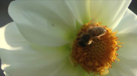 Bee on Dahlia closeup Stock Footage 33805600