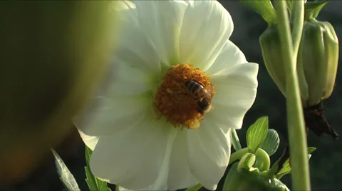 Bee on Dahlia Stock Footage 33803976