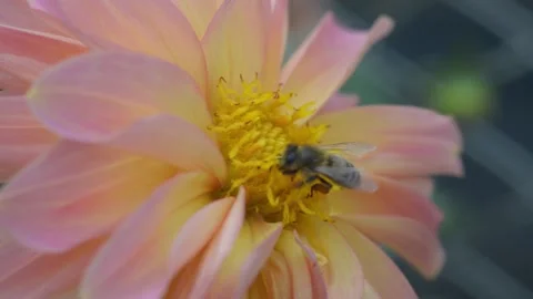 Bee on dahlia Vídeo Stock 141275762