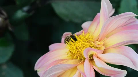 Bee on dahlia 스톡 동영상 141276135