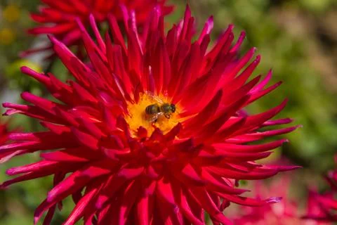 Bee in dahlia Foto stock